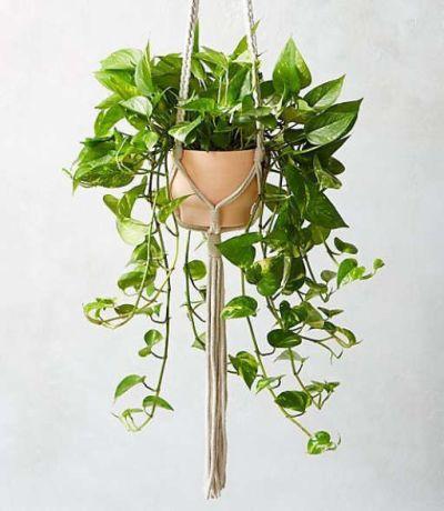 Macrame Plant Holder