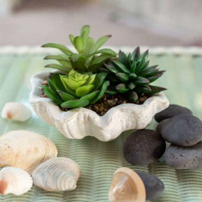 Shell Agave Succulent in Planter