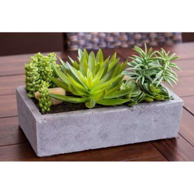 Floor Succulent Plant in Concrete Planter