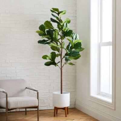 Faux Fiddle Leaf Fig Botanical + Turned Wood White Planter