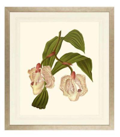 Orchids on Light Cream Framed Art Print I